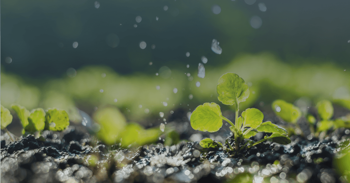 foto detalhe de plantas baixas perto do solo com algumas gotas de chuva caindo