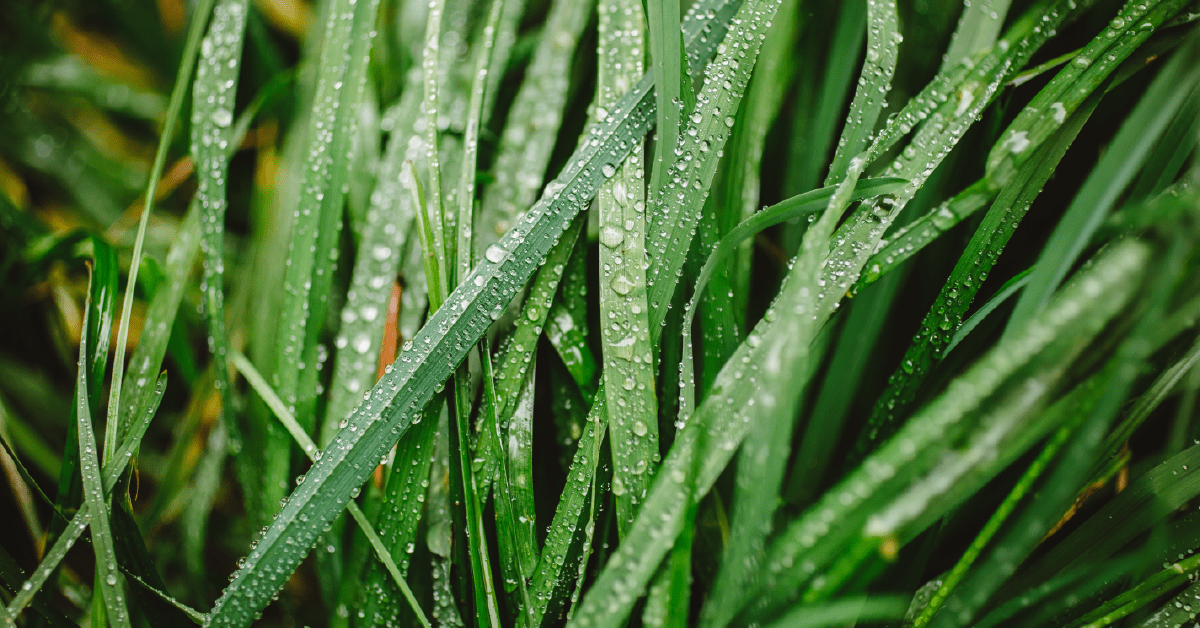 foto de folhas com pequenas gotas de água